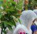 جشنواره بهارنارنج در موزه کاخ رامسر با حضور خسرو معتضد