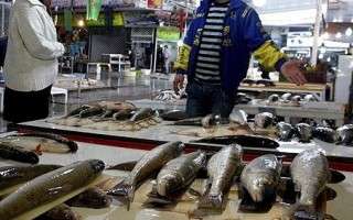 سود ۳۰ تا ۱۶۷ درصدی برای کفال دریایی تا فروش ماهی ازون برون در فریدونکنار