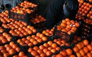 جوسازی مافیایی برای وارد کردن پرتقال/مسئولان: نیازی به واردات نداریم