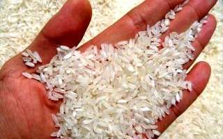 شایعه ورود برنج مصنوعی به کشور صحت دارد؟