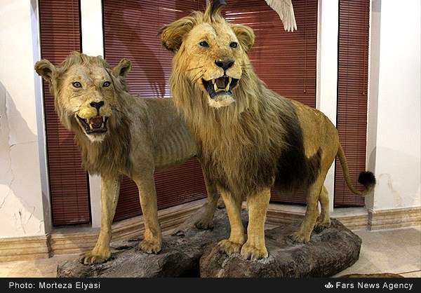 موزه طبیعت و حیات وحش دارآباد
