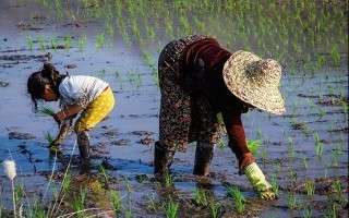 شالیزاری‌های مازندران با کمبود منابع آبی مواجه است/درگیری استان برنج با 210 هزار هکتار خوشه زرین