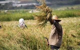 جشنواره خوشه‌های طلایی زمینه‌ای برای تثبیت برنج فریدونکنار در کشور
