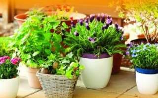 برگزاری نخستین جشنواره فضای سبز خانگی در آمل + پوستر