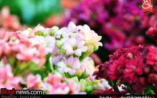 بازار داغ گلخانهها در روزهای آخر سال/تصاویر
