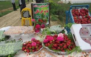 جشن اولین برداشت توتفرنگی در جویبار+تصاویر