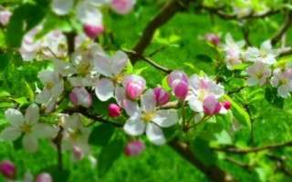 طبیعت زیبای بهاری منطقه لاریجان آمل+ تصاویر