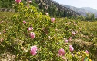 مزرعه گلابگیری در روستای حسنآباد کجور+تصاویر