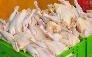 6 تن مرغ غیربهداشتی در آمل معدوم شد