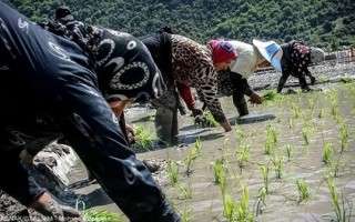 کشاورزان در عملیات نشاکاری تسریع کنند
