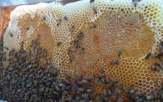 هیچ نهادی متولی نظارت بر عرضه عسل در بازار نیست/ وفور عسل‌های تقلبی در بازار