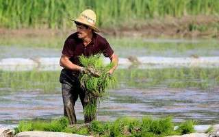213 هزار هکتار سطح زیر کشت برنج در مازندران