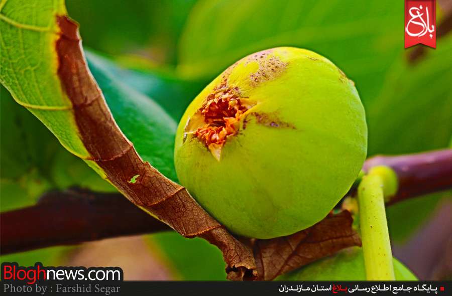 روزهای پایانی تابستان همراه با اتمام فصل انجير در مازندران