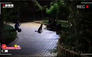 فیلم/ سگ‌بازی بچه‌پولدارها در پاتوق شبانه