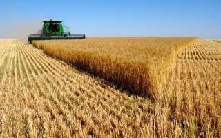 کشاورزان را دلسرد کنیم به واردات گندم نیازمند می‌شویم