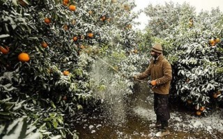 امیدهایی که یخ می‌زنند/ نابودی زحمات کشاورزان بر اثر سرمای زودهنگام/ کشاورز لاریجانی در انتظار حمایت مسئولان