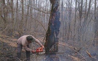 مهار آتش‌سوزی جنگل‌های منجیرود نوشهر/ 2 هکتار از جنگل‌های منطقه خسارت دید‎