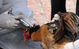 مازندران در حاشیه امن آنفلوانزای فوق‌حاد پرندگان