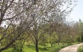 کشاورزان در انتظار دستور رئیس جمهور/ سرمای بهاری شکوفه‌های درختان را پژمرده کرد