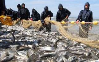 انجام 3800 گشت‌ دریایی و ساحلی برای جلوگیری از صید غیرمجاز