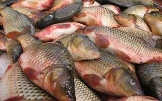 تولید بیش از ۴۰ هزار تولید ماهی کپور در ۵۶۹ قطعه آببندان مازندران