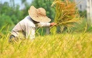 وزارت نیرو فکری به حال مهار آب‌های شمال کشور کند/تولید برنج با کیفیت در مازندران