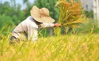آلایندگی برنج مازندران به نیترات صحت ندارد/وزارت جهاد کلمه ممنوعیت را در زراعت برنج حذف کند