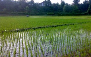 برنج‌کاران میاندورودی سال آینده می‌توانند کشت داشته باشند؟