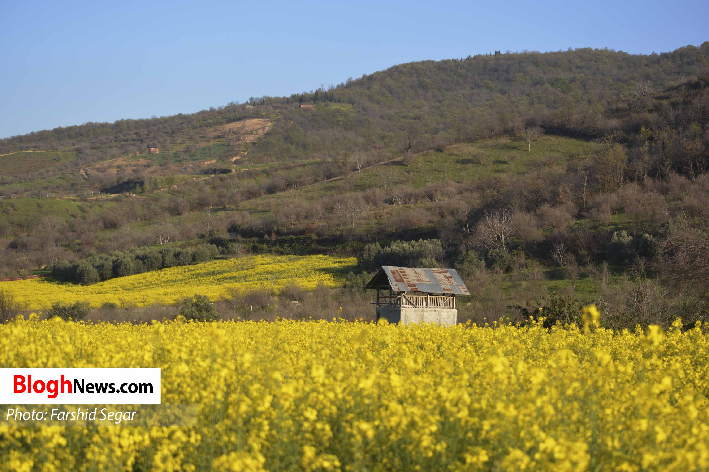 تصاویر زیبا از مزارع کلزا در مازندران
