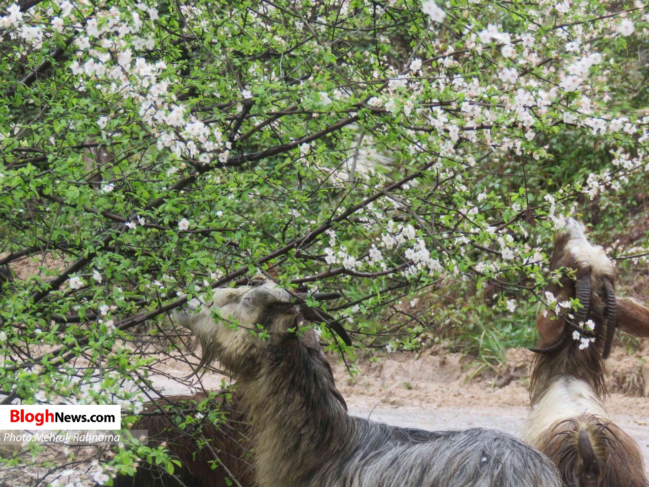 بهار در سوادکوه