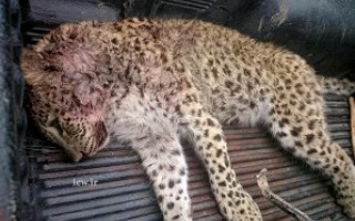 دستگیری شکارچیان غیرمجاز 2 قلاده پلنگ در بهشهر