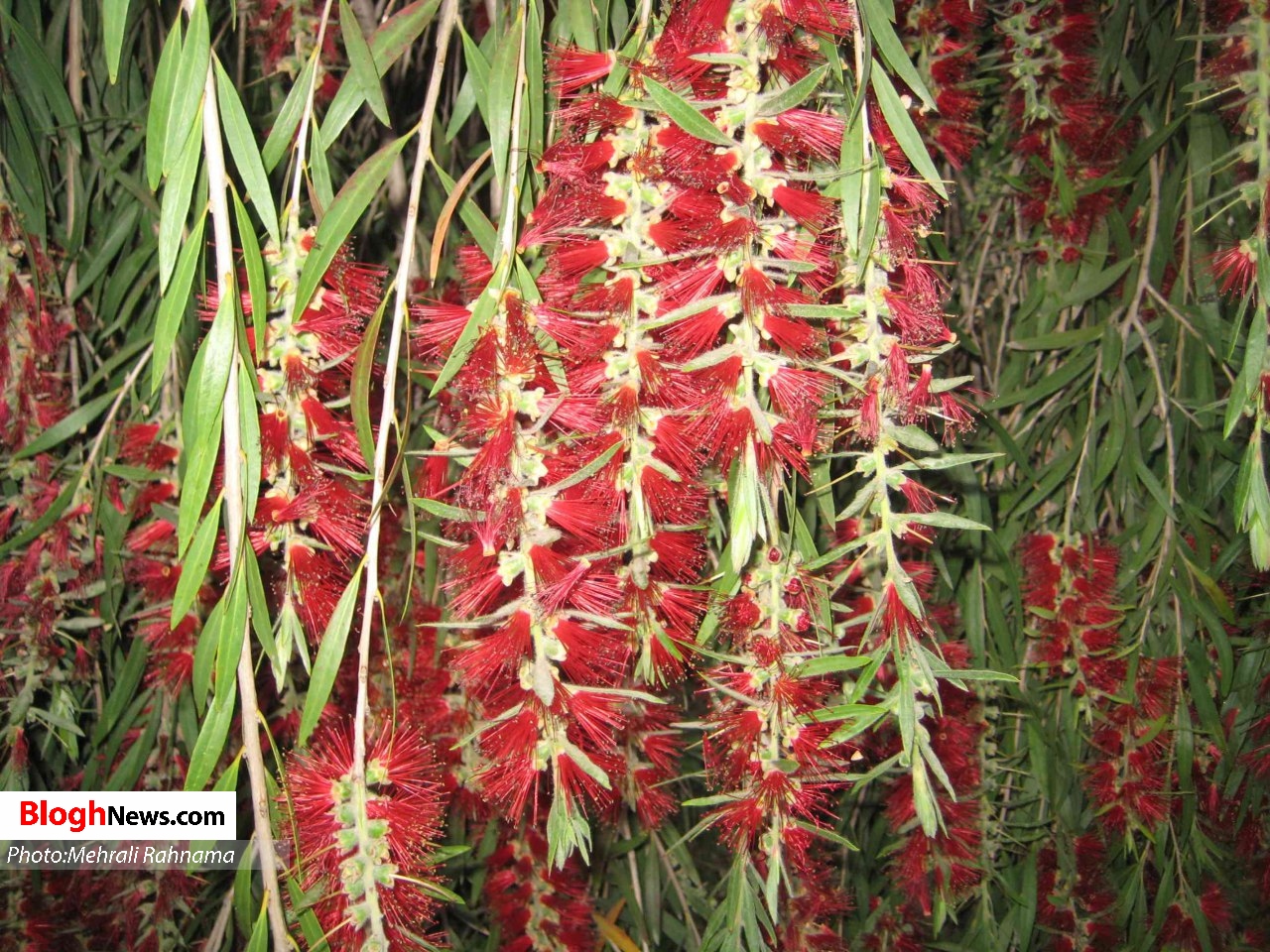 طبیعت بهاری سوادکوه