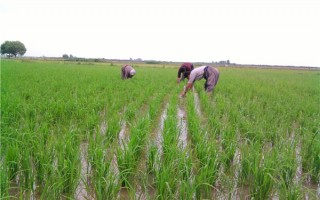 نشای برنج در ۹۰ درصد از اراضی شالیزاری فریدونکنار/آب‌نمای بزرگ آمل به فریدونکنار احداث می‌شود
