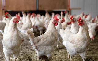 نوسانات قیمتی بزرگ‌ترین چالش صنعت مرغداری/توقف صادرات مرغ مازندران به بازارهای خارجی