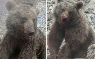 شناسایی و دستگیری ضاربان توله خرس در سوادکوه