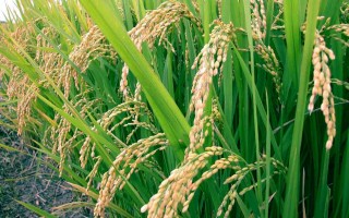 برنج و ماهی؛ ظرفیت یا محدودیت برای صنعتی شدن فریدونکنار