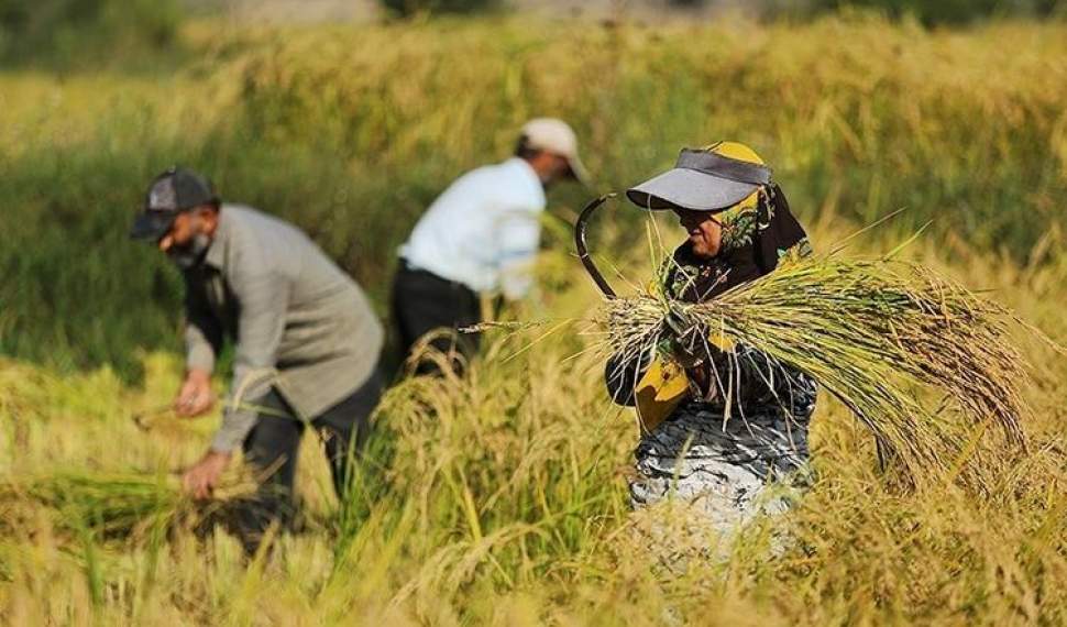 برداشت برنج از 2500 هکتار از شالیزارهای مازندران