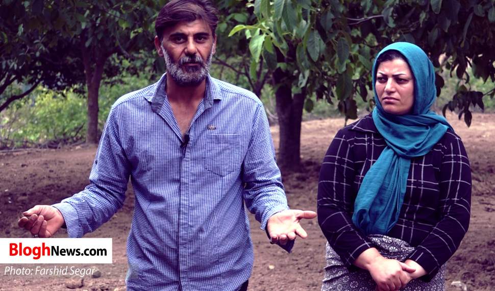 فیلم | درختان بی‌ ثمر هدیه جهاد کشاورزی به کشاورزان