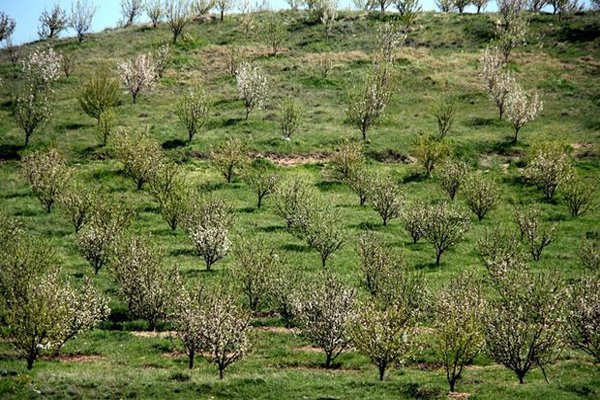 عوامل بی‌ثمری 10 ساله باغات اراضی شیب‌دار در مازندران
