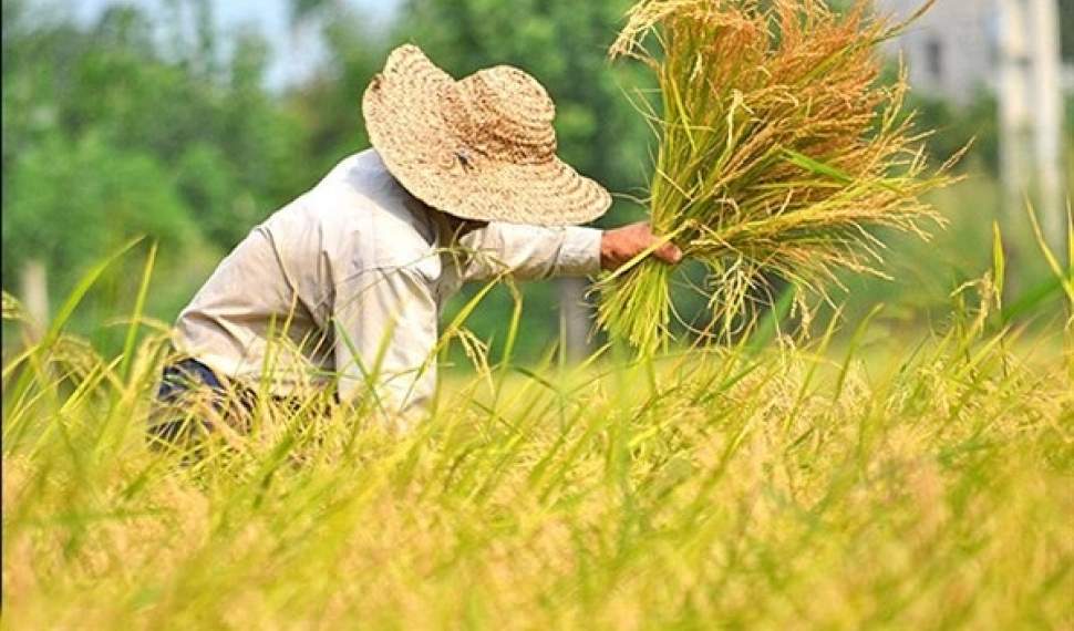 تولید برنج به ۲ میلیون و ۴۰۰ هزار تن می‌رسد/حداکثر قیمت برنج با کیفیت در استان‌های شمالی ۲۰ هزار تومان