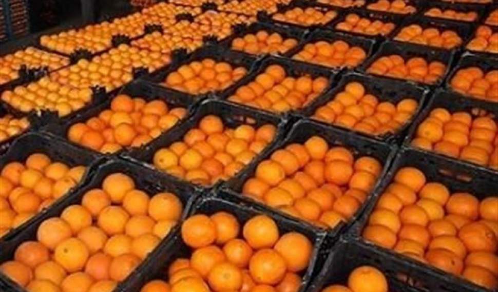 تصویب نرخ ۴۵٠٠ تومانی پرتقال/مازندران مسئول خرید مرکبات شب عید شد
