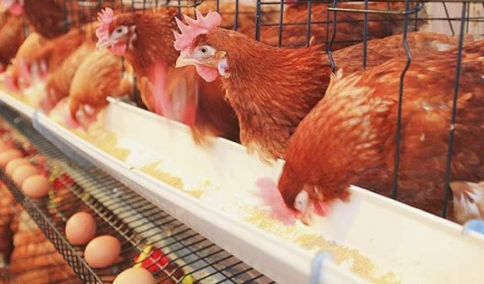 افزایش قیمت مرغ و تخم‌مرغ در بازار مازندران/دریغ از تدبیر و اقدام!