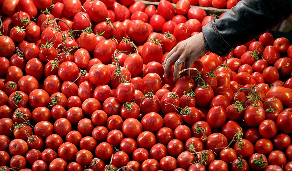 گلایه مردم از قیمت 20 هزار تومانی گوجه/ دولت باز هم ناتوان در تنظیم بازار