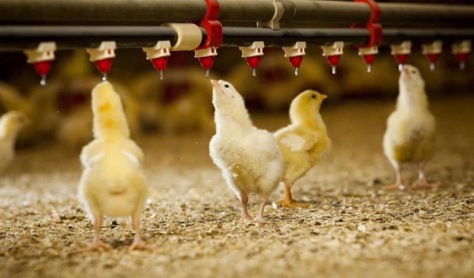 ضرورت تدوین سیاست‌های مدون تولید و مصرف در بازار مرغ/مهم‌ترین مشکل مرغداران مازندران