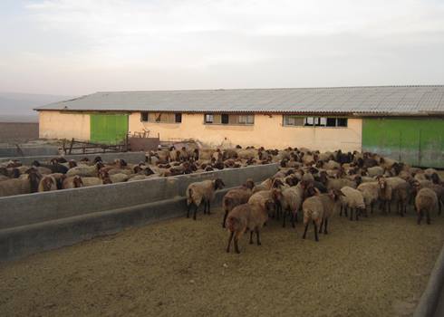 اجرای طرح پایلوت اصلاح نژاد گوسفند در جویبار