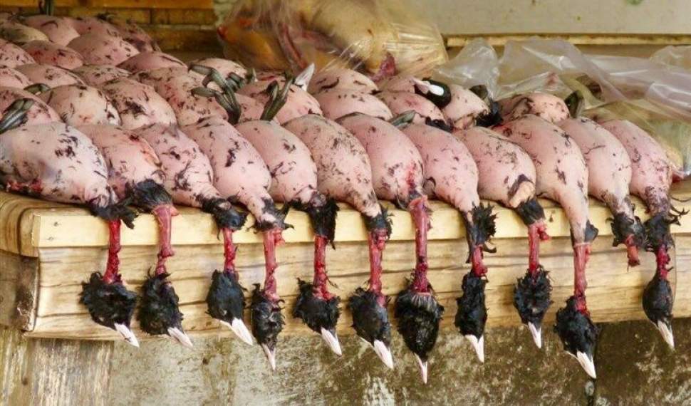 لزوم ساماندهی بازار پرندگان در فریدونکنار/متخلفان شکار به مراجع قضایی معرفی شدند