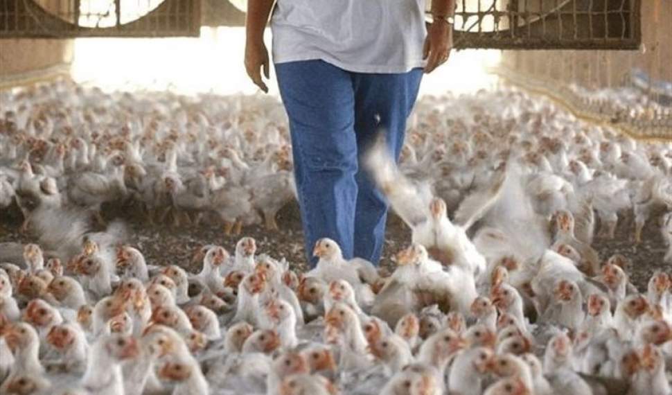 مرغداران در به در تامین نهاده‌ها در بازار آزاد/ناهمخوانی قیمت تمام‌شده با فروش زیان برای مرغداران است