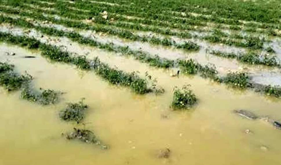 خسارت 17 میلیاردی بارندگی به بخش راه و کشاورزی/ 5 هکتار شالیزار دچار خسارت شد