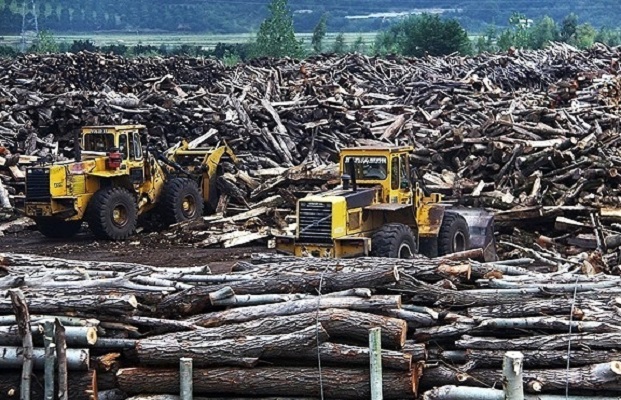 مطالبات بر زمین‌مانده تولیدکنندگان کاغذ/ نه چوب تأمین شد، نه سرمایه در گردش