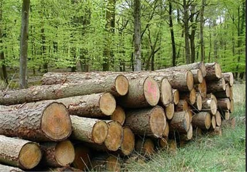 زراعت چوب به طرح کاشت یک میلیارد درخت آسیب می‌زند؟